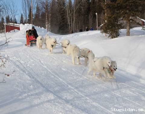Mysig Stuga, nära sjö, småviltjakt
