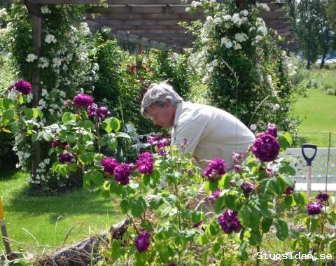 Plommondalen Park & Trädgård